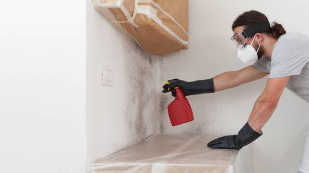 Basement Mold Remediation treatment on basement walls in Lemont